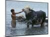 An Iraqi Boy Washes a Water Buffalo-null-Mounted Photographic Print
