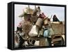 An Iraqi Family and Their Sheep Ride on Their Tractor to Fetch Water Outside the Town of Najaf-null-Framed Stretched Canvas