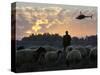 An Iraqi Man Tends to His Sheep While a U.S. Military Helicopter Circles Overhead-null-Stretched Canvas