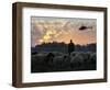 An Iraqi Man Tends to His Sheep While a U.S. Military Helicopter Circles Overhead-null-Framed Photographic Print