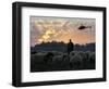 An Iraqi Man Tends to His Sheep While a U.S. Military Helicopter Circles Overhead-null-Framed Photographic Print