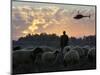 An Iraqi Man Tends to His Sheep While a U.S. Military Helicopter Circles Overhead-null-Mounted Photographic Print