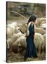 An Iraqi Shepherd, a Young Girl, Herds Her Sheep-null-Stretched Canvas