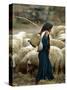 An Iraqi Shepherd, a Young Girl, Herds Her Sheep-null-Stretched Canvas