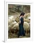 An Iraqi Shepherd, a Young Girl, Herds Her Sheep-null-Framed Photographic Print