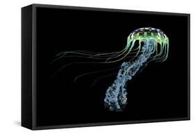 An Iridescent Blue Jellyfish with Trailing Stinging Tentacles-null-Framed Stretched Canvas