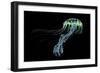 An Iridescent Blue Jellyfish with Trailing Stinging Tentacles-null-Framed Art Print
