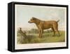 An Irish Terrier-null-Framed Stretched Canvas