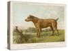 An Irish Terrier-null-Stretched Canvas