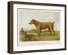 An Irish Terrier-null-Framed Art Print