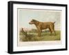 An Irish Terrier-null-Framed Art Print