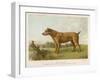 An Irish Terrier-null-Framed Art Print