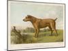An Irish Terrier-null-Mounted Art Print