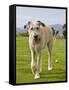 An Irish Wolfhound Puppy Walking Away from His Ball, California, USA-Zandria Muench Beraldo-Framed Stretched Canvas