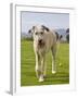 An Irish Wolfhound Puppy Walking Away from His Ball, California, USA-Zandria Muench Beraldo-Framed Photographic Print