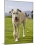 An Irish Wolfhound Puppy Walking Away from His Ball, California, USA-Zandria Muench Beraldo-Mounted Photographic Print