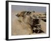 An Israel Defense Force Caterpillar D-9 Clearing the Way-Stocktrek Images-Framed Photographic Print