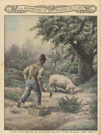 https://imgc.allpostersimages.com/img/posters/an-italian-farmer-and-his-truffle-hunting-pig_u-L-Q1KT2MC0.jpg?artPerspective=n