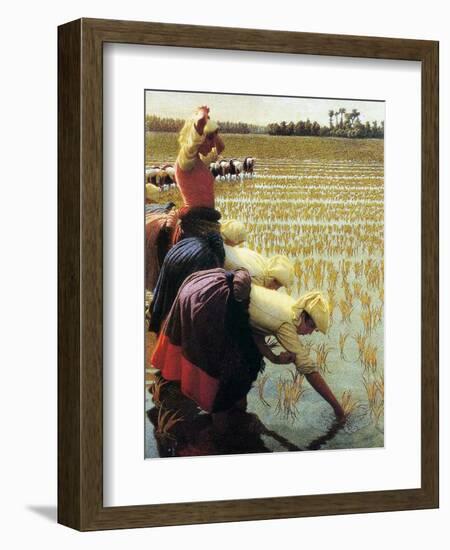 An Italian Rice Field, 1901-Angelo Morbelli-Framed Giclee Print