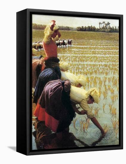An Italian Rice Field, 1901-Angelo Morbelli-Framed Stretched Canvas