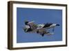 An L-39Za Albatros Used as a Threat Simulation Aircraft with a Flir Turret-null-Framed Photographic Print