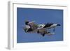 An L-39Za Albatros Used as a Threat Simulation Aircraft with a Flir Turret-null-Framed Photographic Print