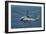 An Mh-60R Sea Hawk Maneuvers over the South China Sea-null-Framed Photographic Print