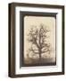 An Oak Tree in Winter by William Henry Fox Talbot-null-Framed Photographic Print