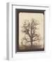 An Oak Tree in Winter by William Henry Fox Talbot-null-Framed Photographic Print