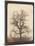 An Oak Tree in Winter by William Henry Fox Talbot-null-Mounted Photographic Print