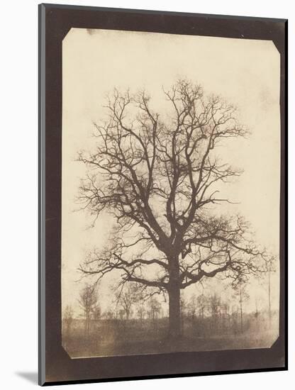 An Oak Tree in Winter by William Henry Fox Talbot-null-Mounted Photographic Print