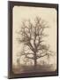 An Oak Tree in Winter by William Henry Fox Talbot-null-Mounted Photographic Print