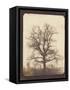 An Oak Tree in Winter by William Henry Fox Talbot-null-Framed Stretched Canvas