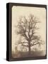 An Oak Tree in Winter by William Henry Fox Talbot-null-Stretched Canvas