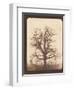 An Oak Tree in Winter by William Henry Fox Talbot-Fine Art-Framed Photographic Print