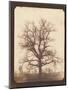 An Oak Tree in Winter by William Henry Fox Talbot-Fine Art-Mounted Photographic Print