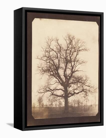 An Oak Tree in Winter by William Henry Fox Talbot-Fine Art-Framed Stretched Canvas