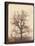 An Oak Tree in Winter by William Henry Fox Talbot-Fine Art-Stretched Canvas