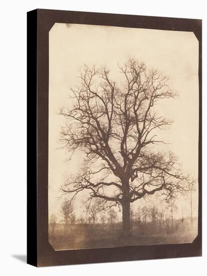 An Oak Tree in Winter by William Henry Fox Talbot-Fine Art-Stretched Canvas