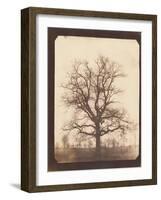 An Oak Tree in Winter by William Henry Fox Talbot-Fine Art-Framed Photographic Print