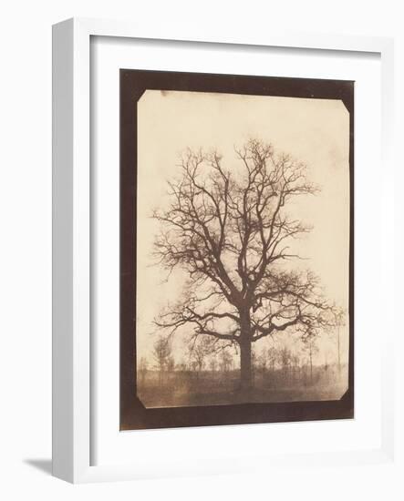 An Oak Tree in Winter by William Henry Fox Talbot-Fine Art-Framed Photographic Print