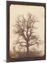 An Oak Tree in Winter by William Henry Fox Talbot-Fine Art-Mounted Photographic Print