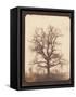 An Oak Tree in Winter by William Henry Fox Talbot-Fine Art-Framed Stretched Canvas