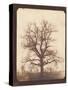 An Oak Tree in Winter by William Henry Fox Talbot-Fine Art-Stretched Canvas