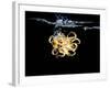 An Octopus in Water-Hermann Mock-Framed Photographic Print