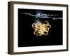 An Octopus in Water-Hermann Mock-Framed Photographic Print