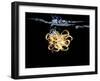 An Octopus in Water-Hermann Mock-Framed Photographic Print