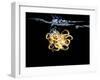 An Octopus in Water-Hermann Mock-Framed Photographic Print