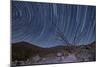 An Octotillo Backdropped by Star Tails in Anza Borrego Desert State Park-null-Mounted Photographic Print