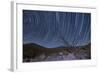 An Octotillo Backdropped by Star Tails in Anza Borrego Desert State Park-null-Framed Photographic Print